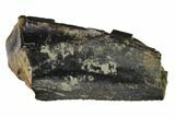 Hadrosaur (Duck-Billed Dinosaur) Tooth - Montana #133440-2
